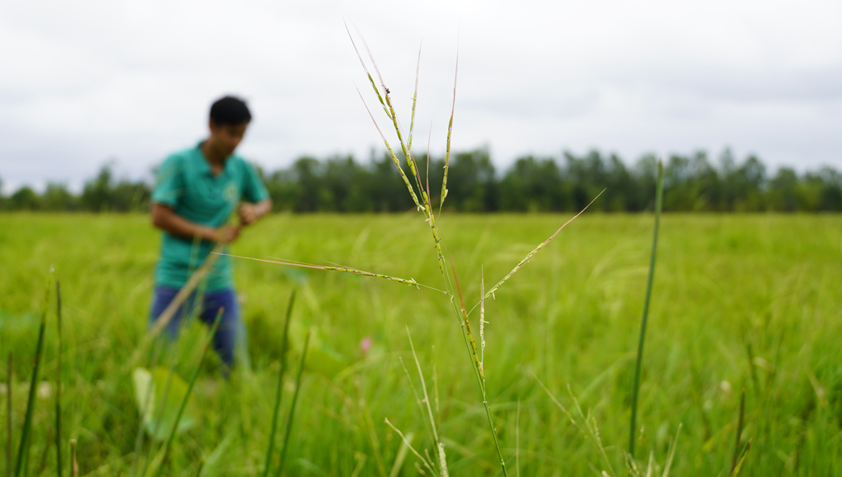Lúa[-]ma[-]-[-]nguồn[-]gene[-]quý[-]ở[-]Đồng[-]Tháp[-]Mười